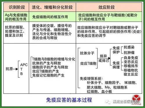 效應分子(體液免疫)和效應細胞(細胞免疫)對非已細胞或分子的清除作用